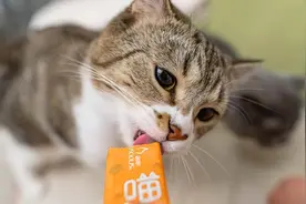 猫咪吃猫条有讲究！每周这个次数刚好，小心别把它喂成“煤气罐”图片