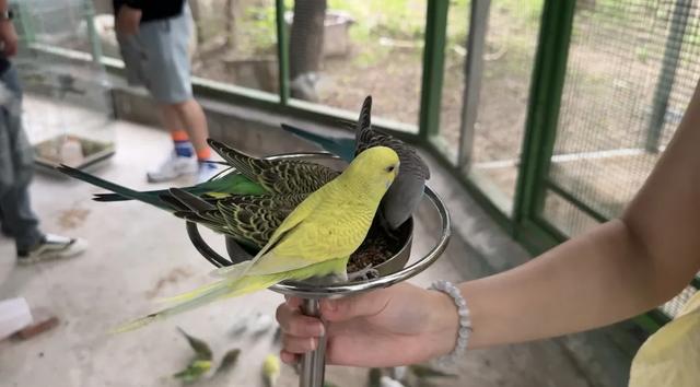 冬日遛娃无需远行,来紫谷萌宠乐园解锁超多趣味玩法!