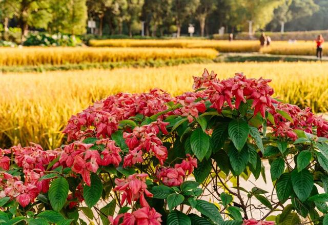 就现在，一起去南山公园遛弯~