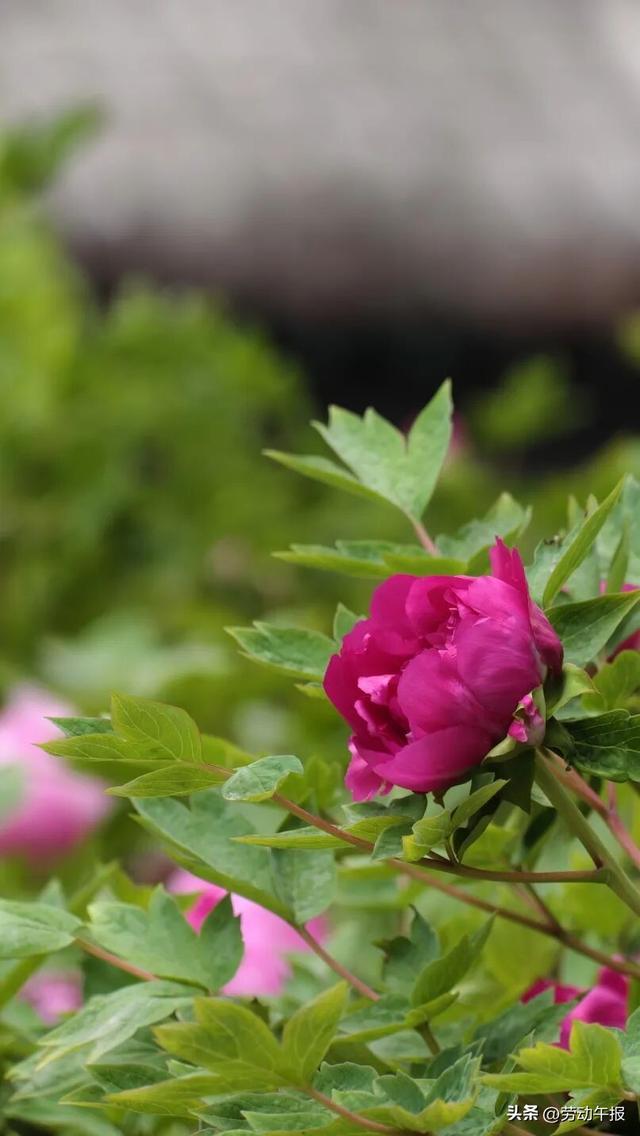 “太庙牡丹游园活动”嗨玩8天！赏花观演、集章打卡、文创市集一站式畅玩