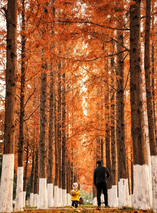 临沂「红杉」「红枫」浓度拉满，出片率100%