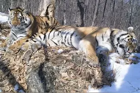 俄罗斯野化放归东北虎：两只青梅竹马跨越 200 千米重聚产子，一只进入中国一晚上袭击 13 只农舍里的羊图片