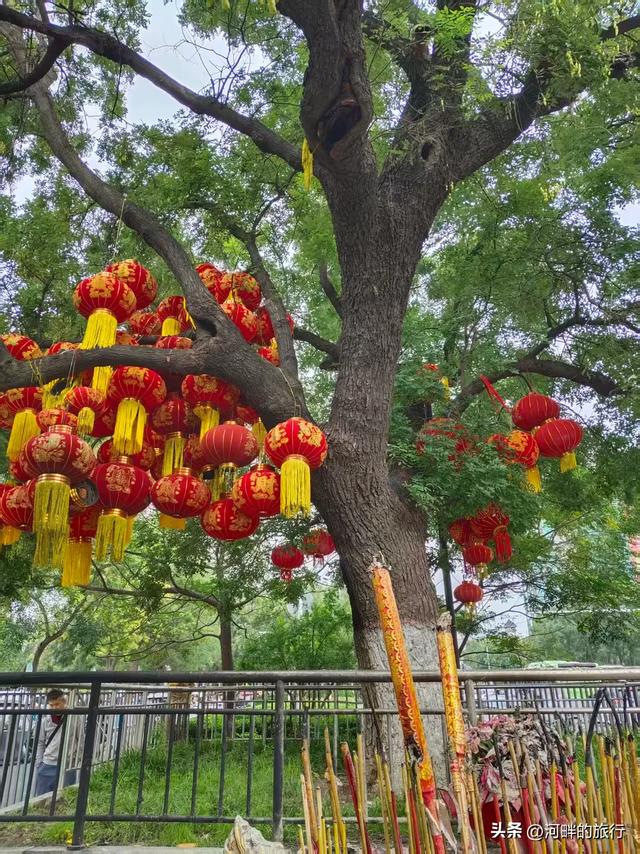 新乡市城里十字大槐树