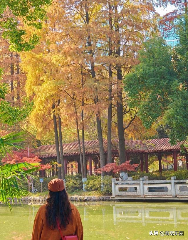 武汉青山公园秋日游，银杏枫树色彩盛宴，独享秋天精彩