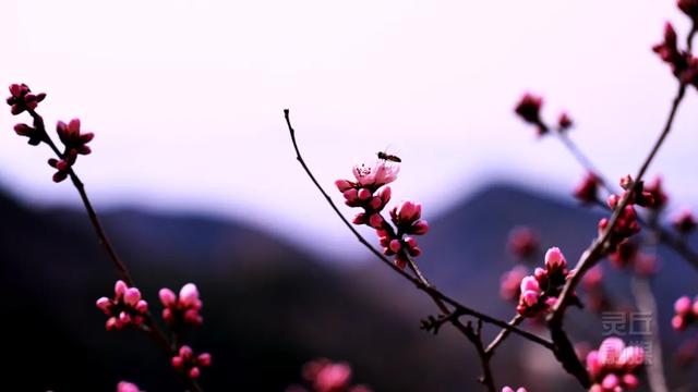 灵丘：山桃艳，晨钟远，春日盛景古刹山