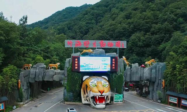 跟着旅豫大熊猫去旅行｜大熊猫“灵岩”“迈迈”带你逛栾川！