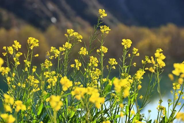 陇南油菜花提前开放，今天可以约起走！