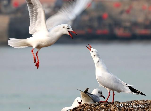我和老伴在日照待了大半年了，终于明白，为啥大家都愿意来日照了