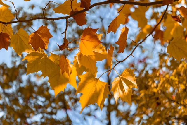 不用去南京,醴陵有属于自己的梧桐大道