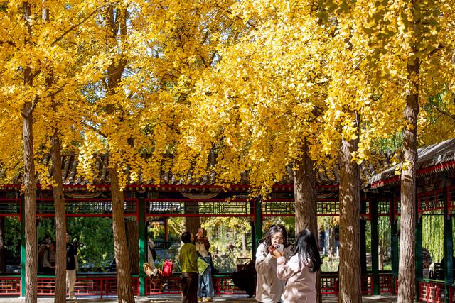 中山公园赏银杏