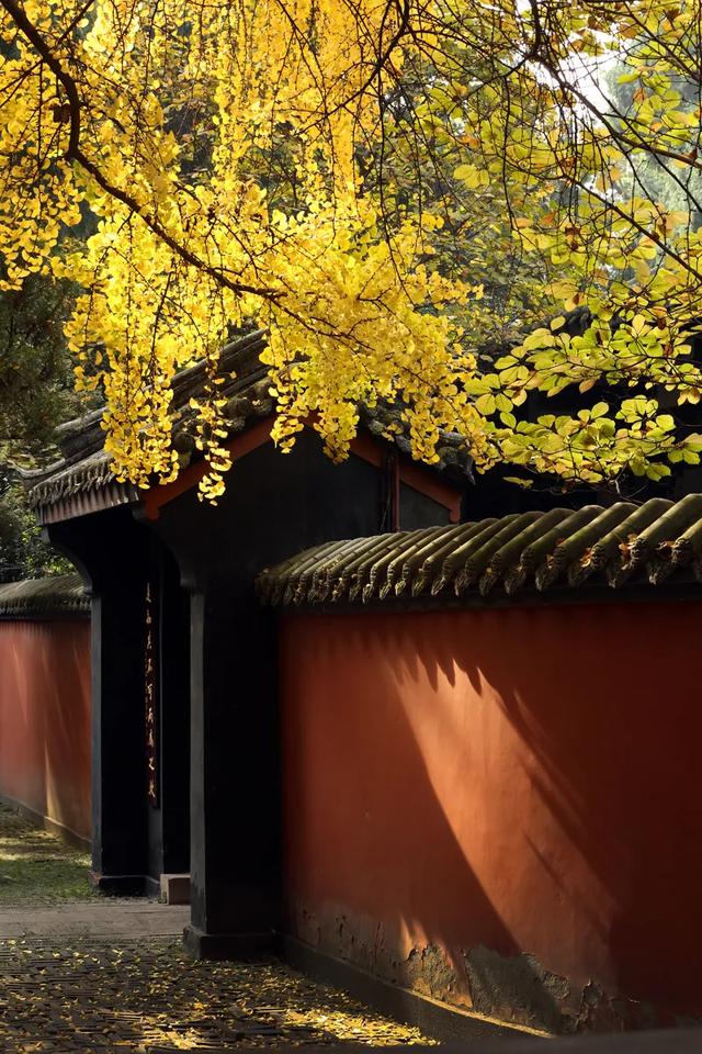 祠堂小雪 | 满地翻黄银杏叶