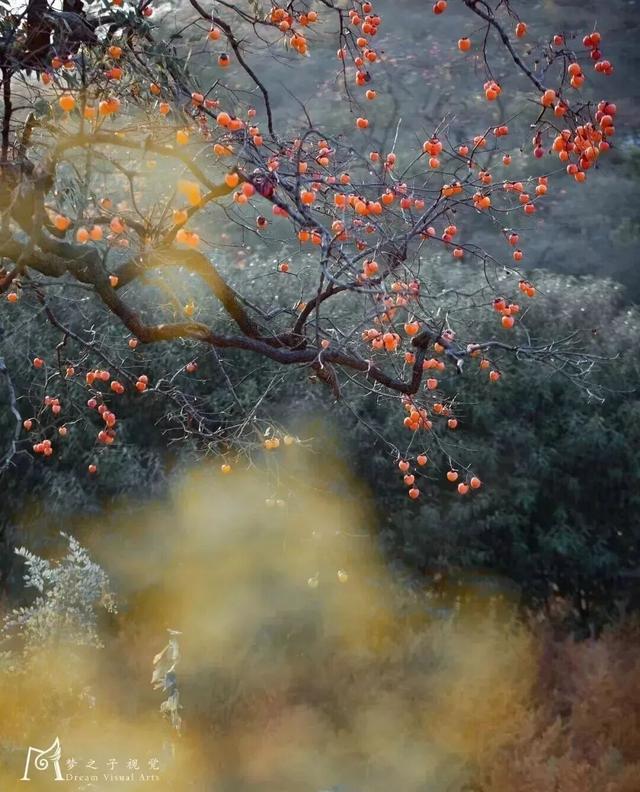 青州的秋天，从这份甜蜜开始