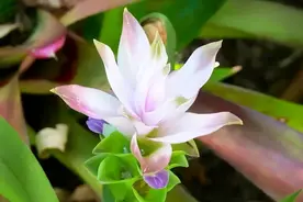 姜荷花的养殖方法图片