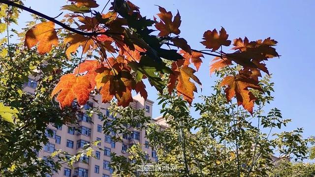冰城的枫叶开始红了｜秋日叶景之美徐徐展开