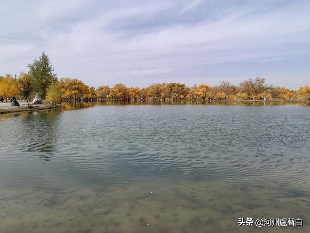 金塔胡杨林