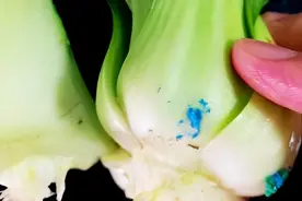 超市绿色蔬菜上的蓝色粉末是什么？对人有害吗？这种菜还能不能吃图片