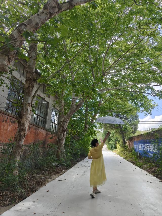 秋风起，栾花入梦来