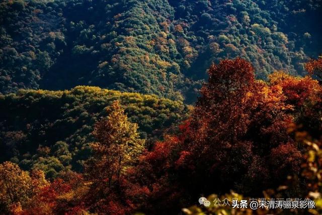 陕西渭南：姹紫嫣红 游人如织 服务周到 韩城香山红叶欣赏正当时