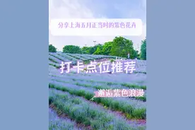 邂逅紫色浪漫，打卡五月申城的“绝绝紫”，这些花海等你去欣赏→图片