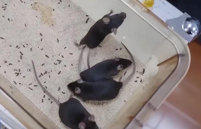 神舟二十一3.5小时“即达”！中国航天再破纪录，剑指2030登月