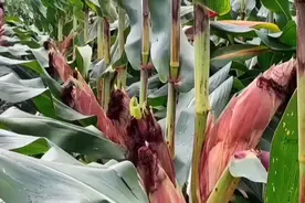 玉米想高产要浇4次关键水图片