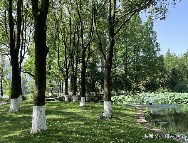 成都市内乘凉公园，风景秀美、清凉，不要门票，地铁公交可达！