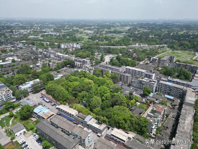 成都古镇（15）郫县唐昌古镇崇宁公园·大椿巷