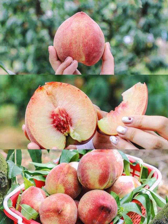 🍑贵阳周边桃子采摘全攻略 轻松实现桃子自由！