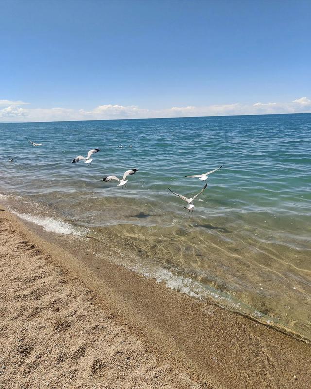 夏日里的青海湖 :花正黄,水正清,天正蓝…
