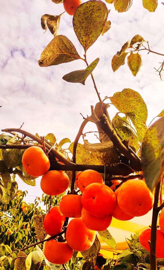 桂林：不入柿园，怎知秋色几许！