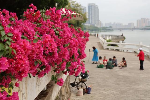 初冬“梅”好时光已至，惠城处处皆“花路”