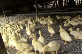 鸭子浆膜炎自己会好吗？小鸭子得了浆膜炎怎么治？图片