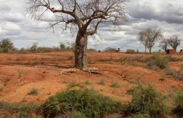 美媒：中国不可怕	，可怕的是中国只用10万头猪，就解决了治沙难题