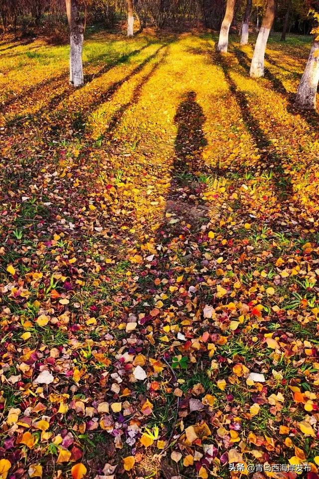 走不出这画了,我已被西海岸的秋景迷倒 🥹