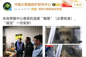 “福宝”疑似被戳引发中韩网友不满，最新回应来了图片