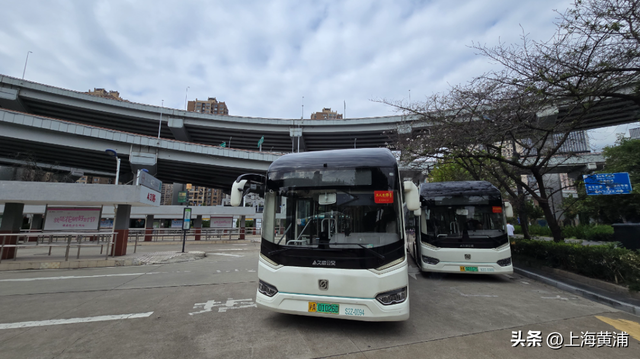 起猛了！南浦大桥下的樱花又开了！