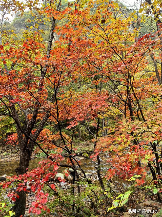 2025辽宁赏秋之旅日记(2)——游览丹东蒲石河森林公园