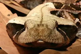 世界上最“肥”的毒蛇，咬一口毒死黑曼巴！比眼镜王蛇毒性更强？图片