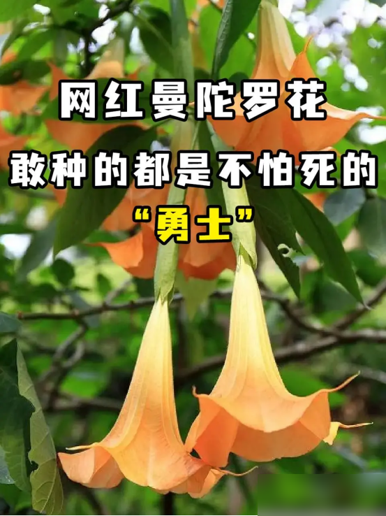 阴花不能进阳宅！这5种花“打死”也不养，家里若有？快挪走！
