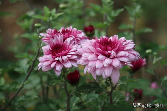 小区里的“菊展”，家门口的美景