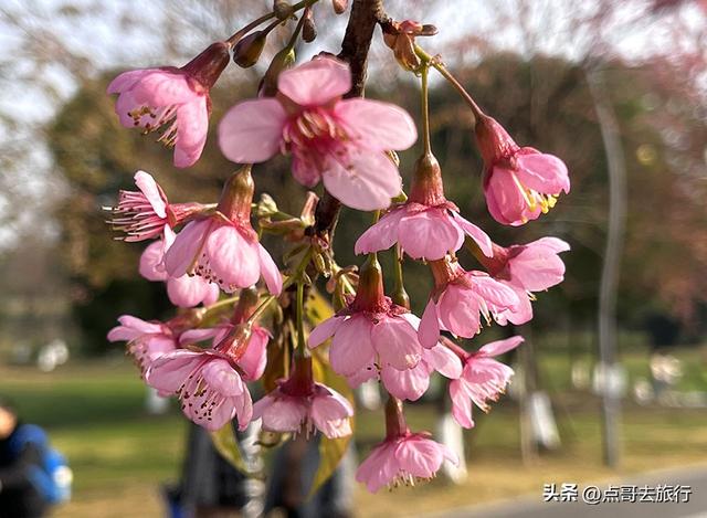 成都最大规模冬樱花开了，1000多株，惊艳壮观，免费，地铁直达！
