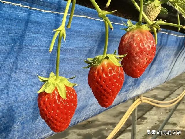 别再问昆明哪里能摘草莓了!收下这份采摘地图,直接抄作业→