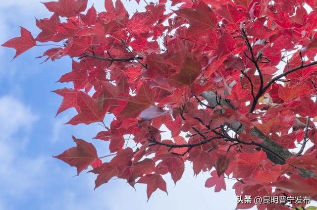 秋染宜居城——深秋的昆阳藏着最惬意的生活模样