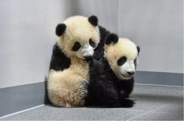 胆大包天！台当局要将中国国宝献给日本？国台办撂下狠话