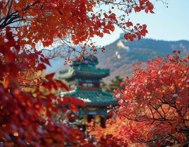 从北到南 “每一片叶子都是一朵鲜花”