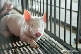 猪场“神药”土霉素的黄金搭档曝光！这样搭配效果翻倍！图片