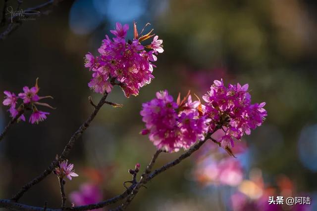 大理的樱花之美一如杭州的桂花之香，满城皆是，随处可闻