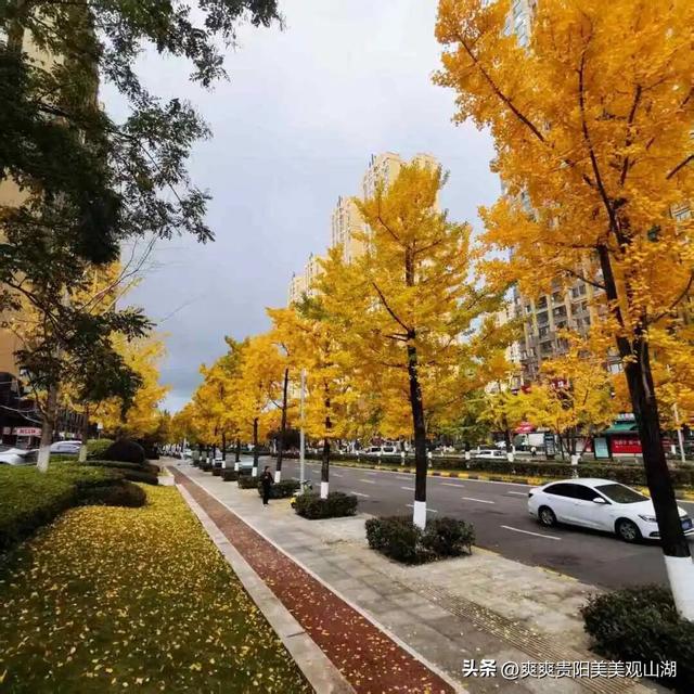 观山湖藏着一封金色情书，落款是银杏与梧桐（附最全攻略）