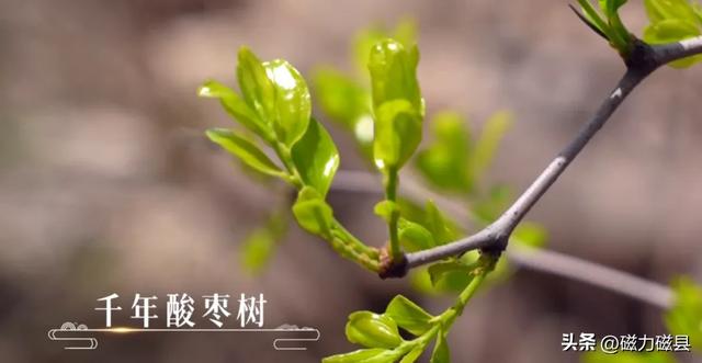 魅力磁县｜北纬36°的自然与人文交响，太行山脉的鎏金印记