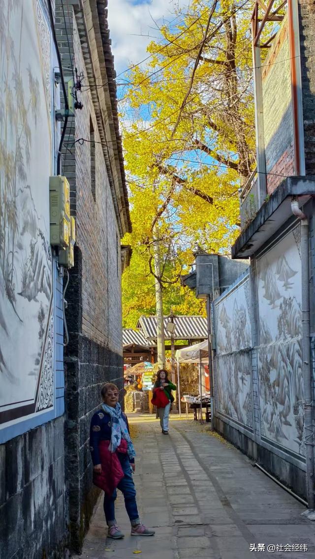 金色童话！腾冲千年银杏村，巷陌皆染秋光醉